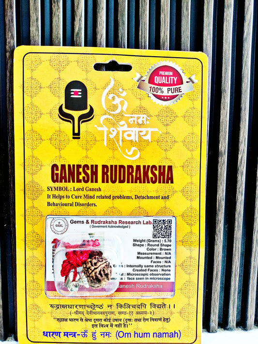 Ganesha Rudraksha bead (Nepali Ganesh Rudraksh Dana) with Silver Capping